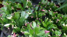 small Thanksgiving cactus growing in containers close together