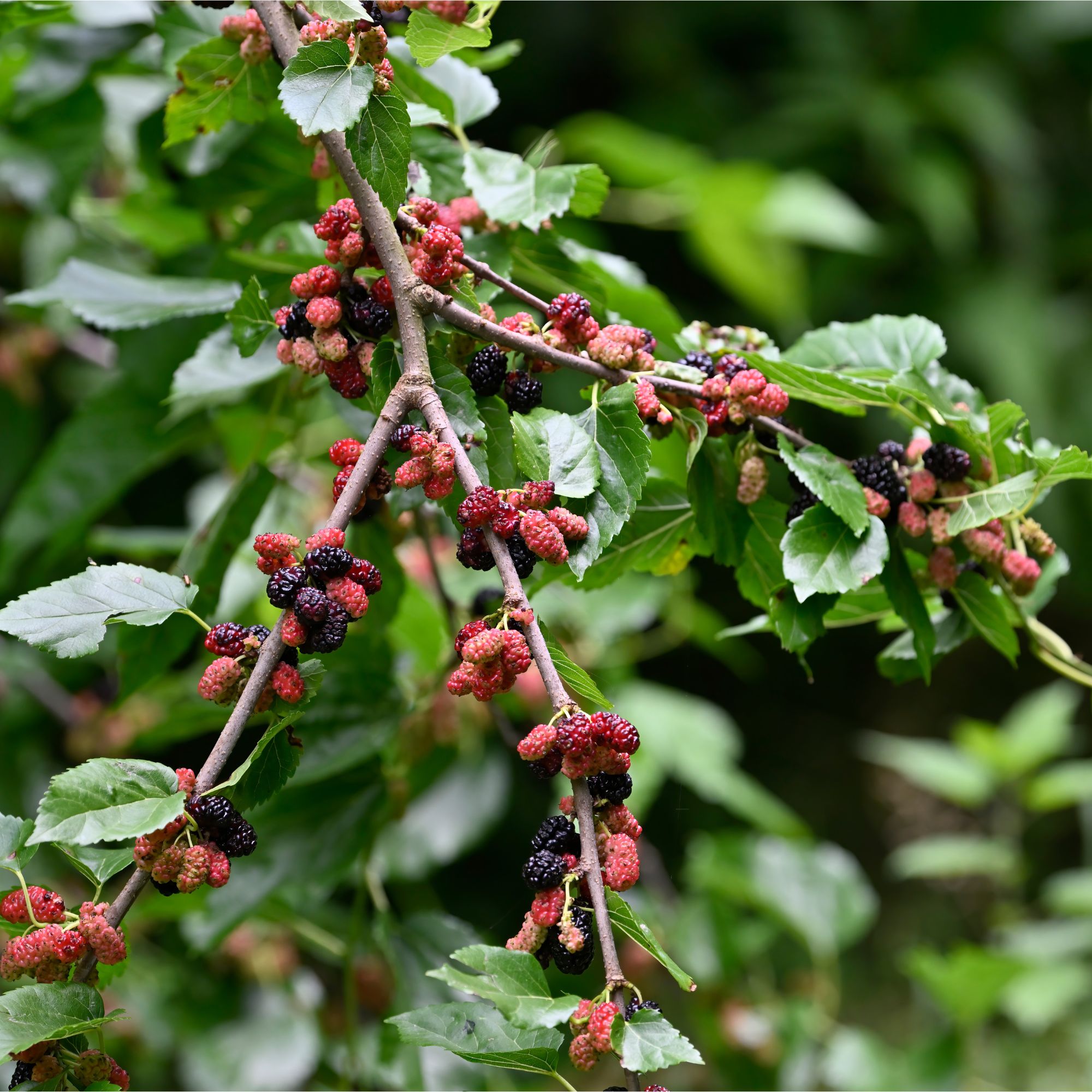 Ripening mulberries on mulberry tree