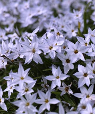 Starflowers