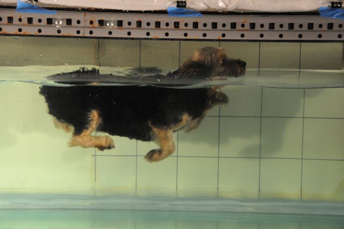 Yorkie doggie paddling