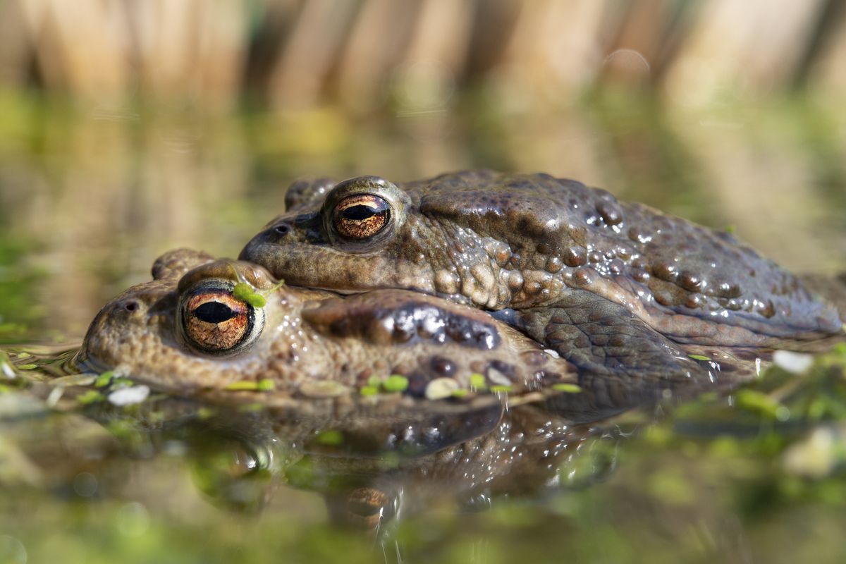 From insects to amphibians: how to get the best photographs of unusual ...