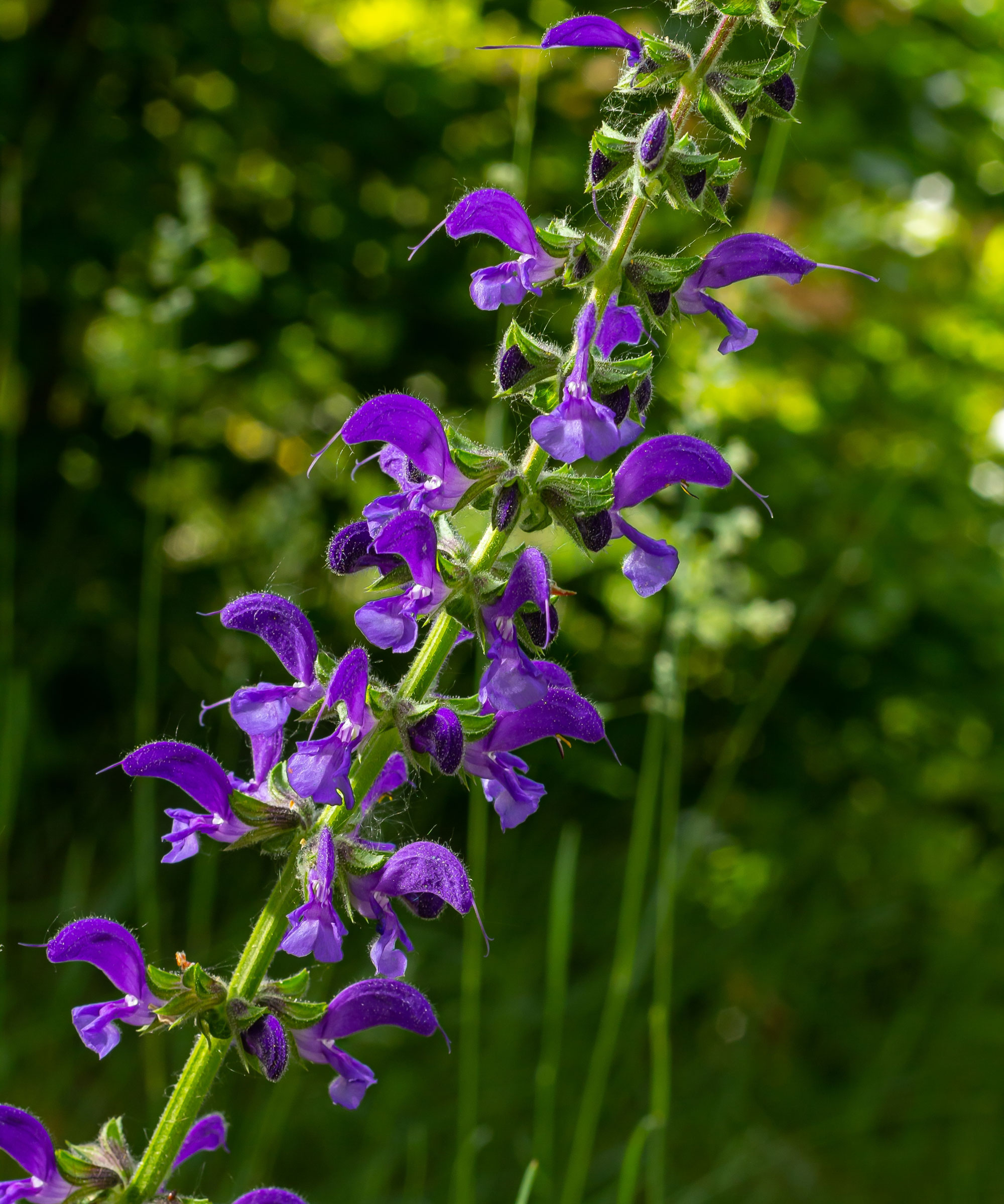 salvia with deep purple flowers