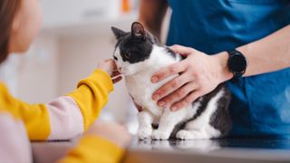 Child petting cat at vet