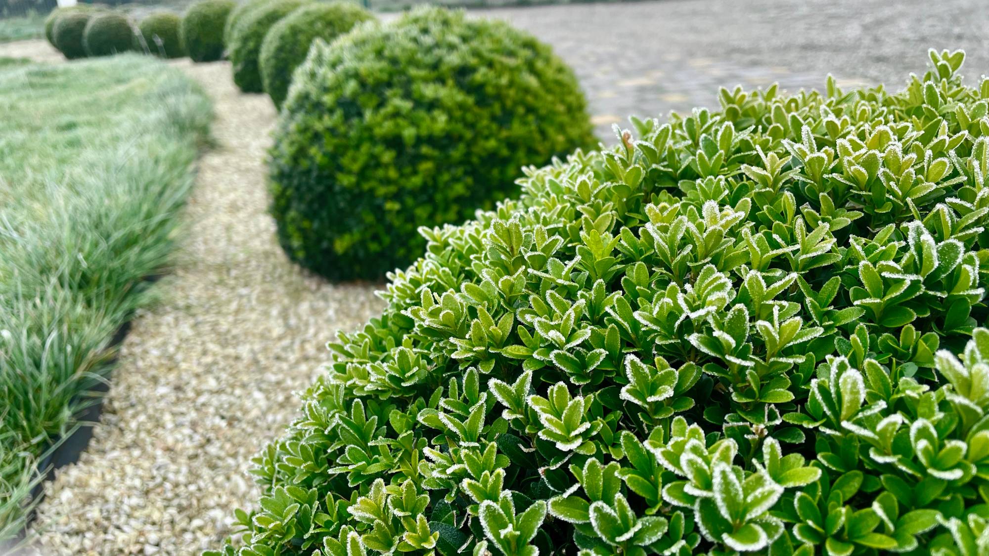 Broadleaf evergreen shrubs - boxwoods