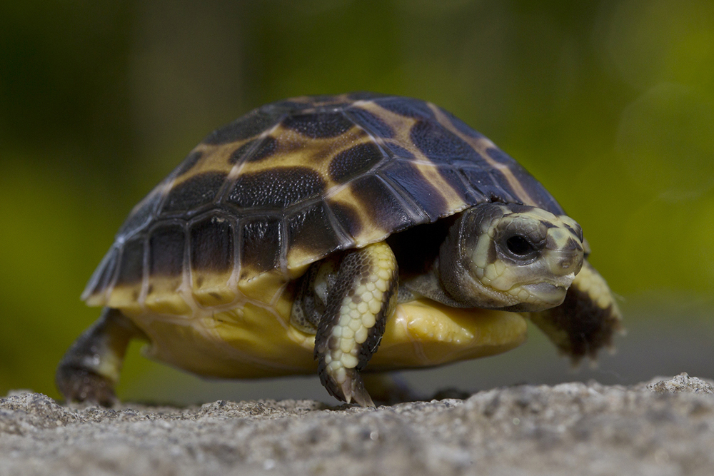 Baby Tortoise Hatches At San Diego Zoo 