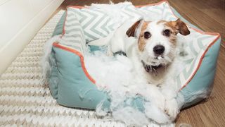 dog chewing their bed