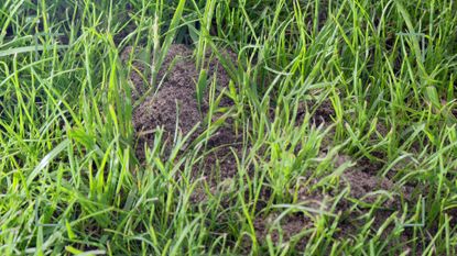 close up patch of green grass with anthill to suppoert a guide on how to get rid of ants nest in your lawn