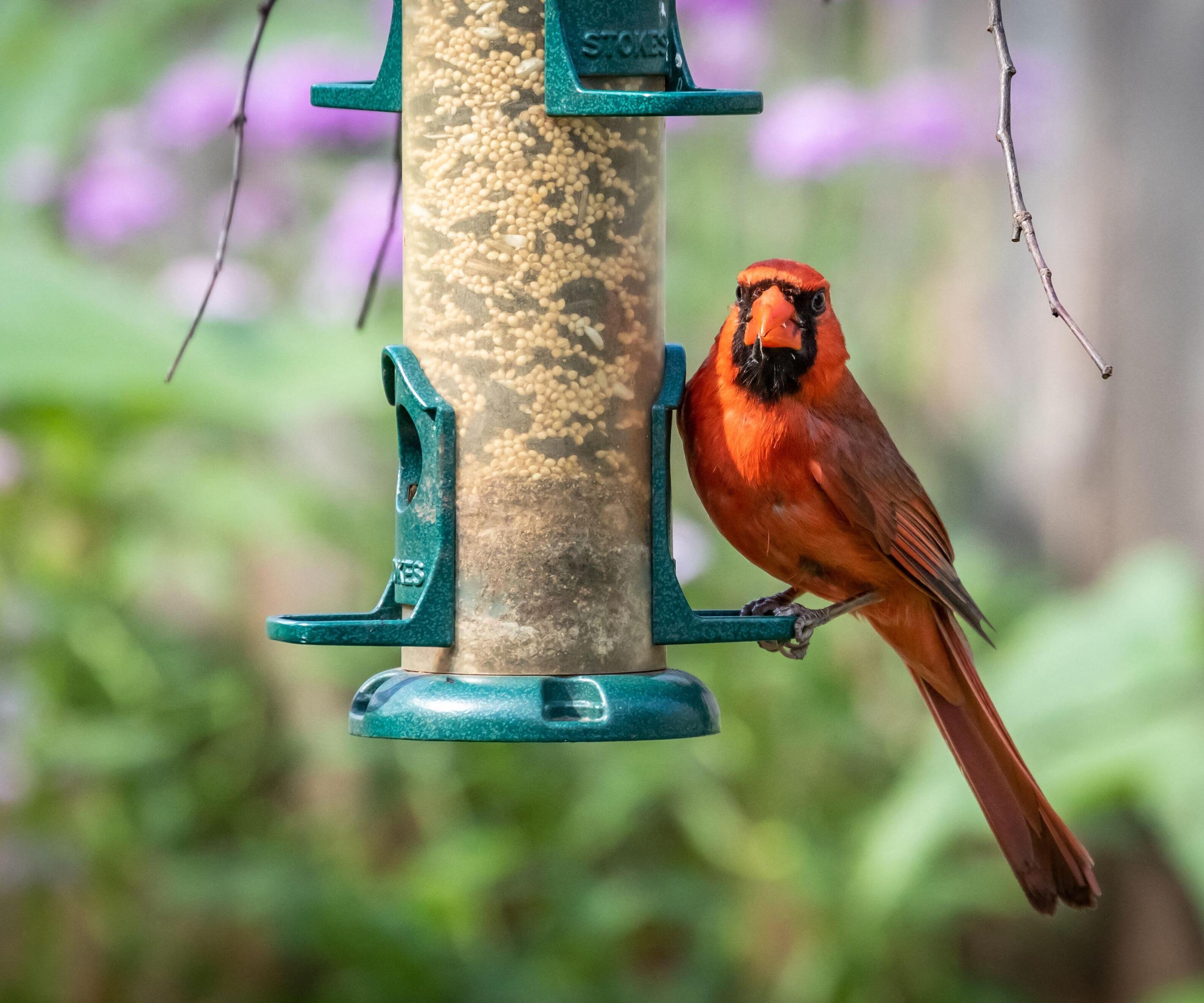 Red cardinal on a bird feeder