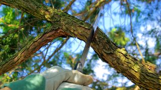 Garden laws you could be breaking - person sawing a tree