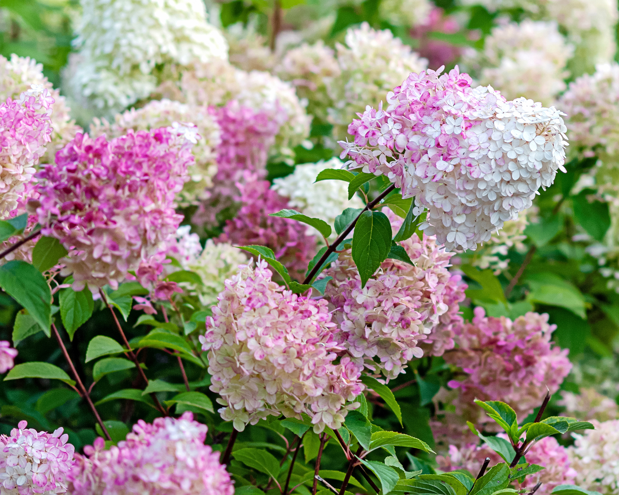 Flowering panicle hydrangea paniculata Vanille Fraise