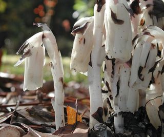 Monotropa uniflora, Ghost plant