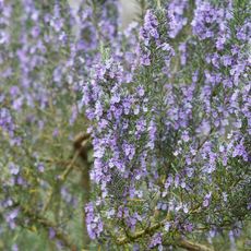 Rosmarinus officinalis, aka ginger rosemary or 'Green Ginger', in flower.