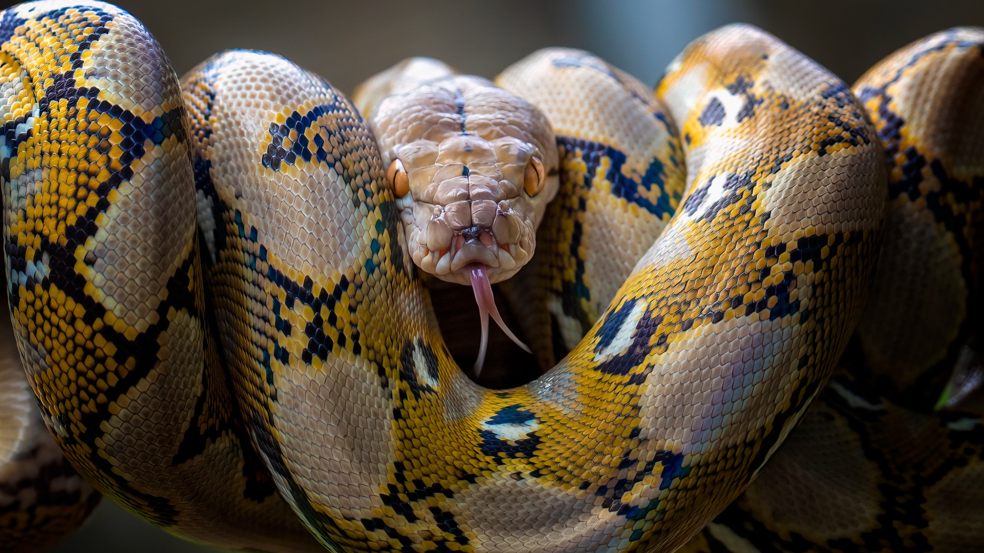A python coils around itself.