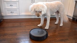iRobot Roomba j7+ on a hardwood floor next to a white dog