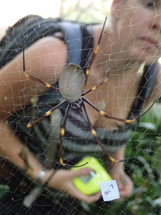 Golden orb weaving spiders, arachnids