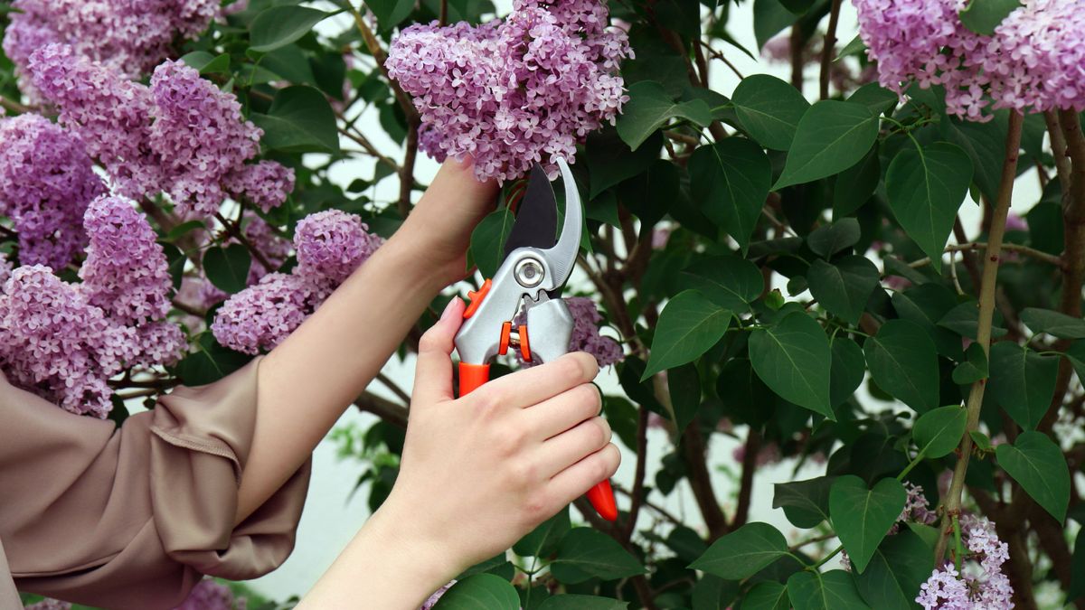 5 Plants You’ll Regret Pruning in April – Plus 1 That Needs Cutting Back, Pronto