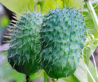 Wild cucumbers bear spiky, inedible fruits