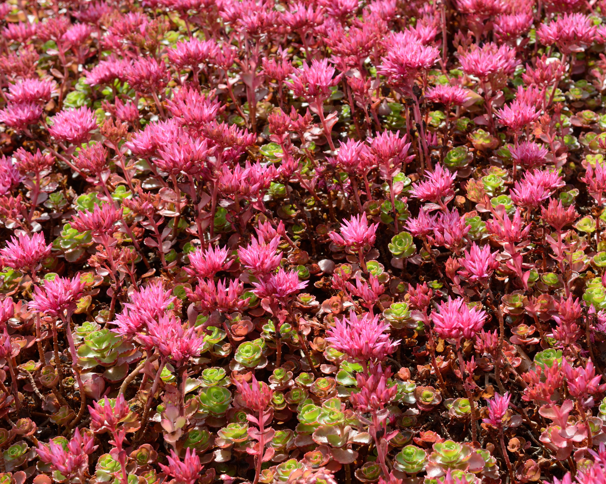 Sedum spurium 'Dragons Blood'