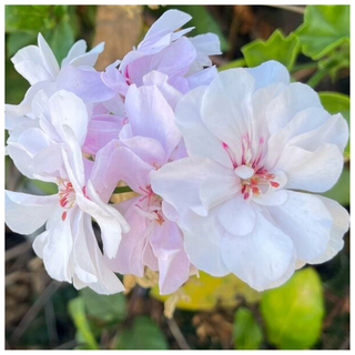 White Pink Geranium Plants from Walmart