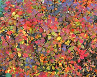 colorful autumn leaves of Berberis thunbergii