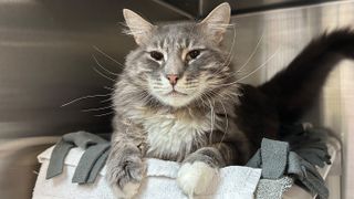 Art in the Pasadena Humane Society shelter