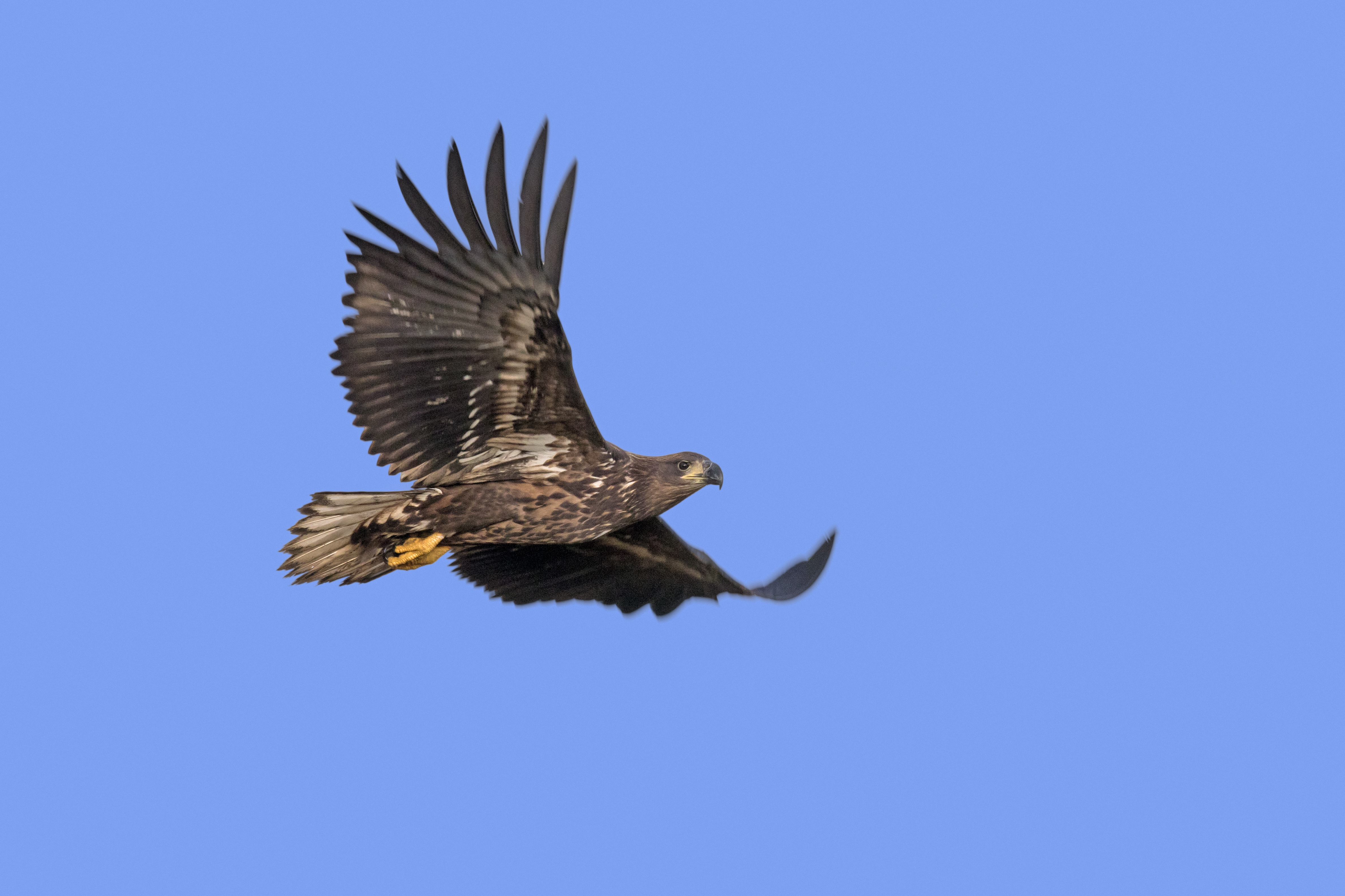 White tailed eagle flies against a blue sky