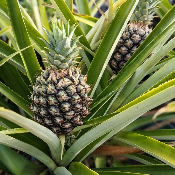 Origin Of Pineapple Fruit Where Do Pineapples Come From Gardening