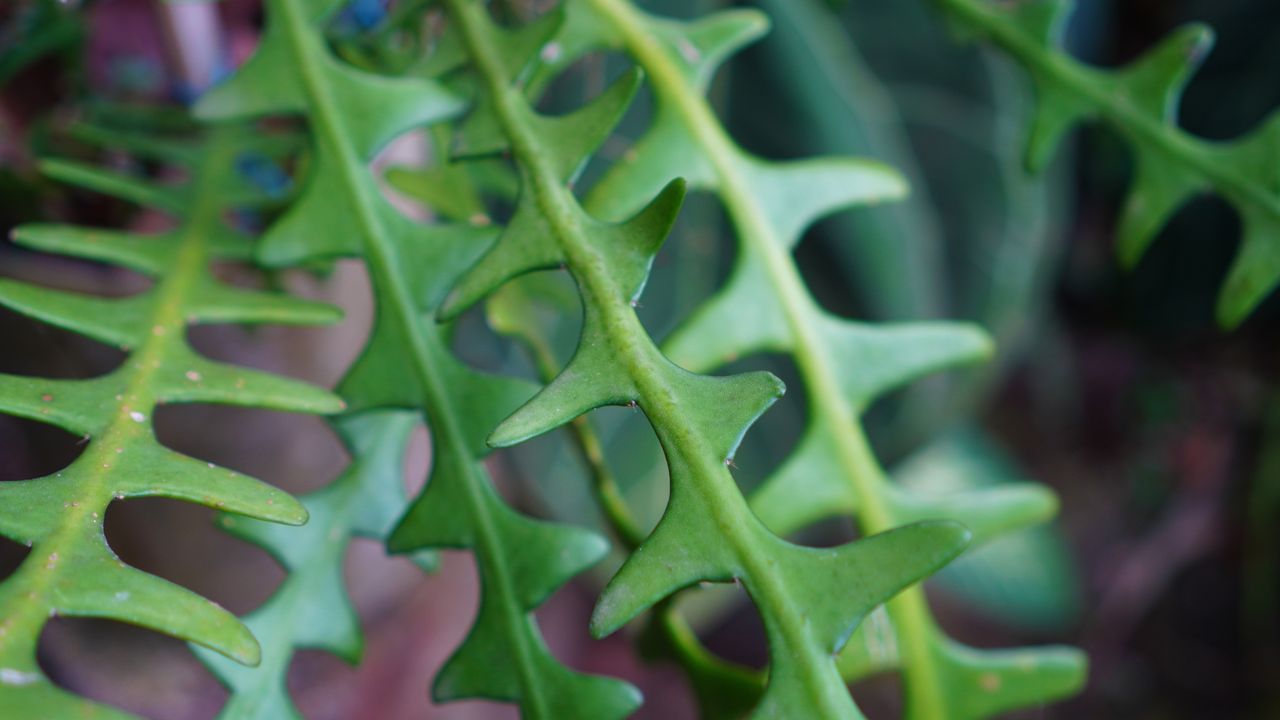 Close up of fish bone cactus