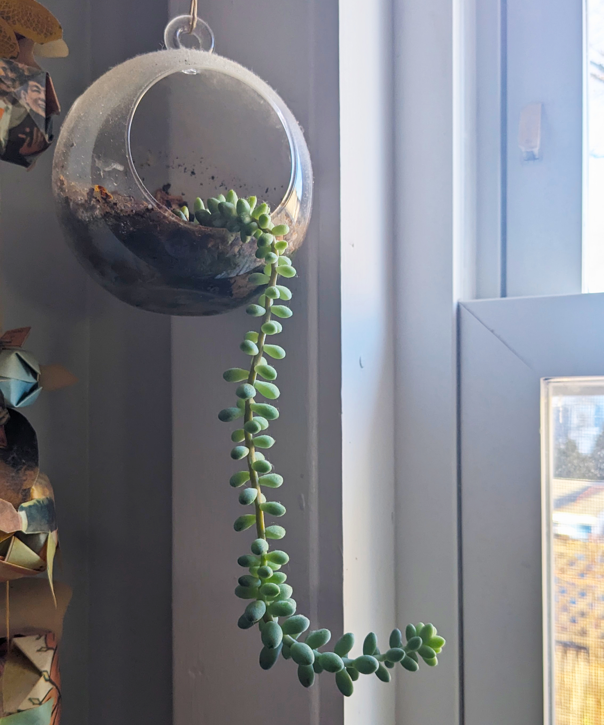 Burro's tail hanging in a glass orb