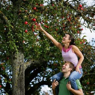 Apple picking