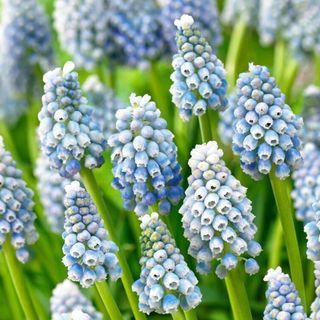 Muscari Ocean Magic flowers