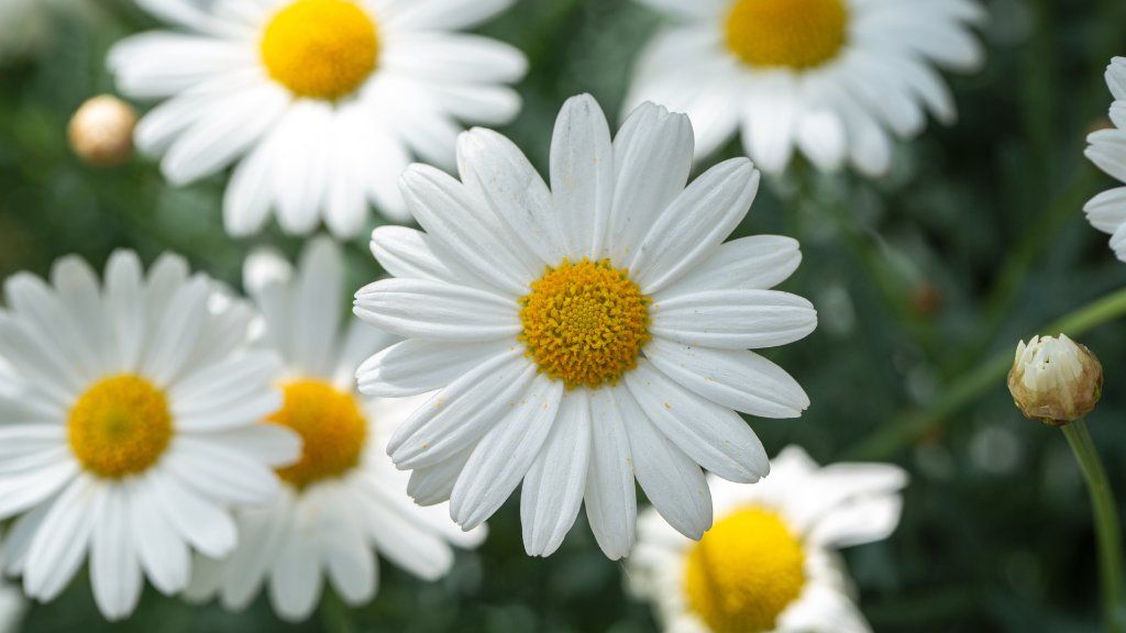 Daisies