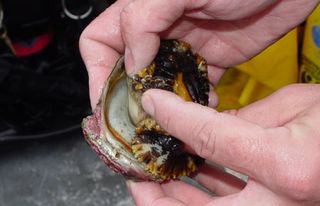 A pinto abalone being removed from its shell.