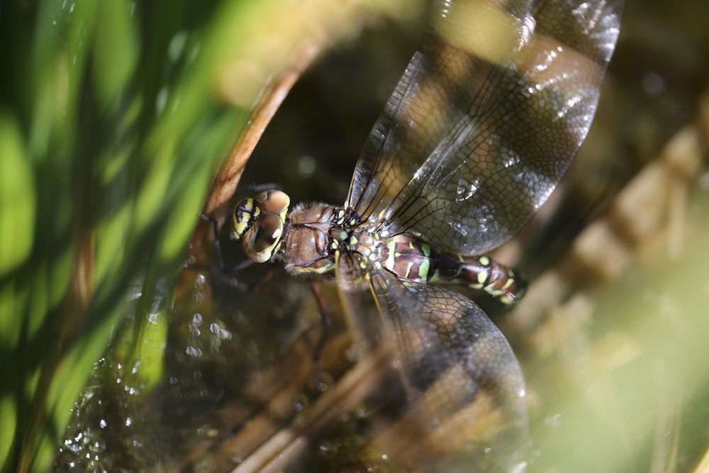 The female dragonfly crashes to the ground and plays dead to avoid unwelcome advances.