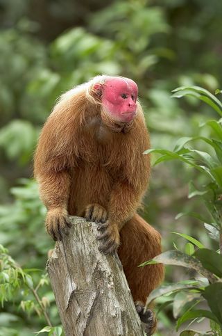 Red Uakari monkey.