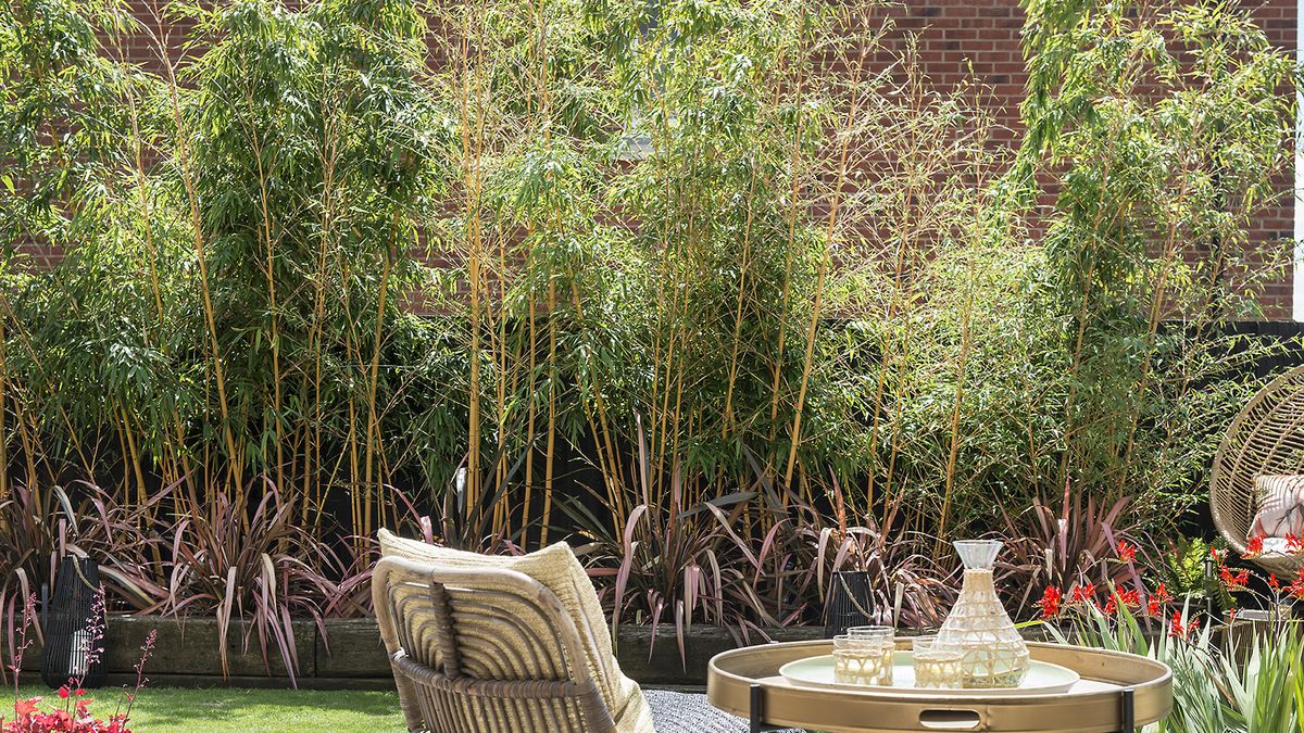 A view of tall bamboo grows in containers along the back edge of a garden