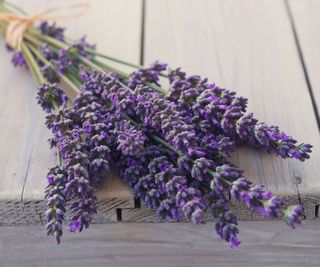 lavender posy made from freshly harvested herbs