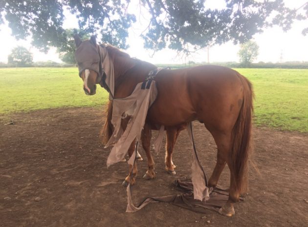 “This is Ziggy, my 16.1hh Belgium Warmblood. He does not like fly rugs. This is not normal behaviour for him, he is actually the first horse I have had who respects rugs but fly rugs… Nope, not for him. How was this achievement even possible?!” — Harriet Butler