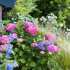 pink and blue hydrangeas in garden border