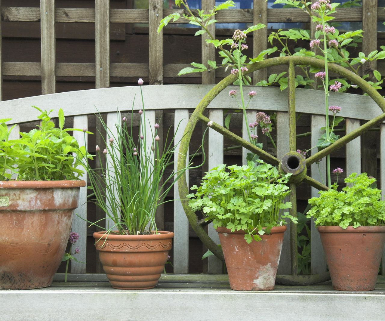 Growing herbs in pots 10 expert tips for success Homes & Gardens