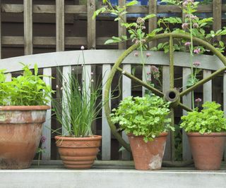 growing herbs in pots to decorate partial shade of garden