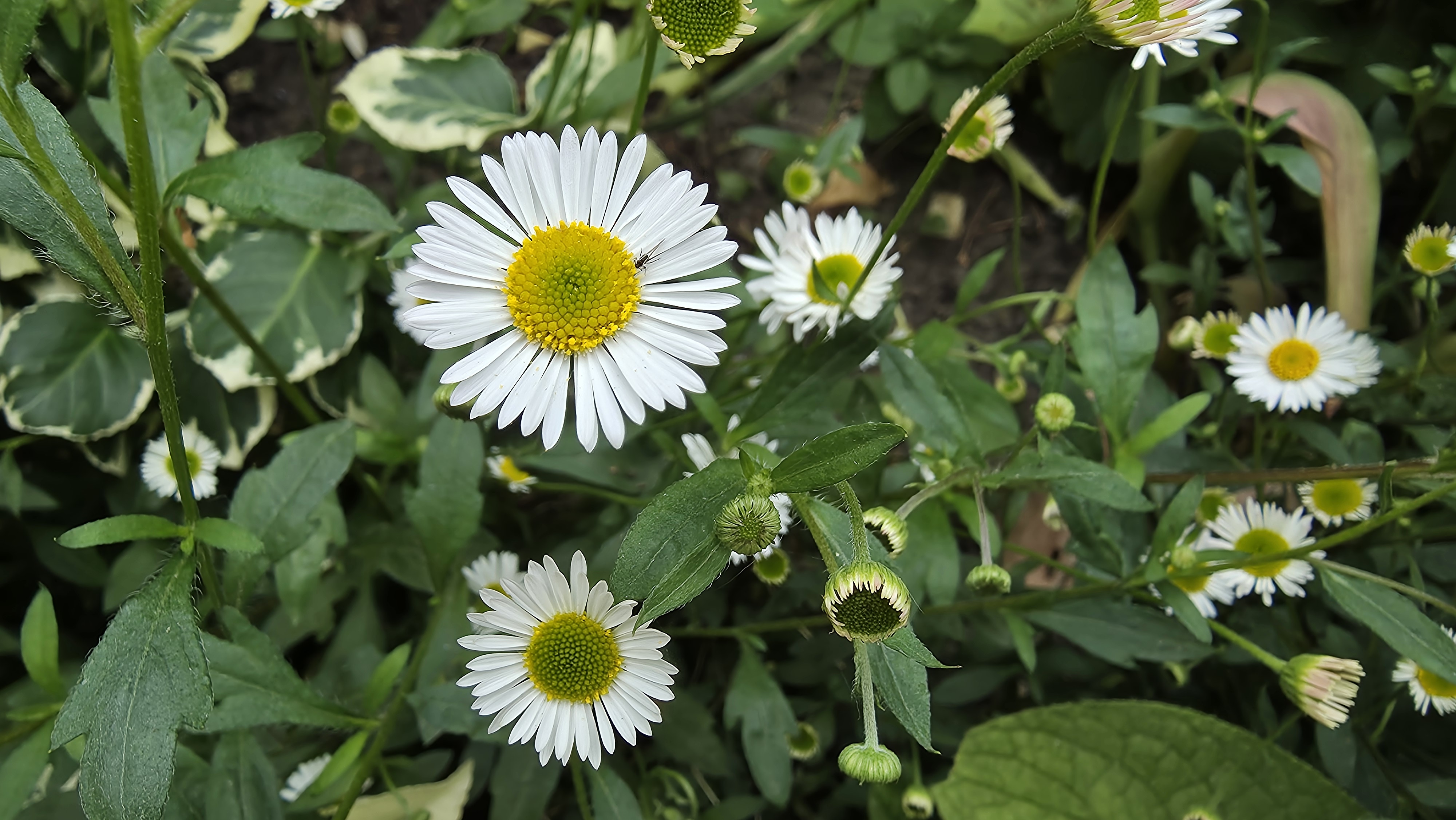 Samsung Galaxy S25 Edge review camera sample