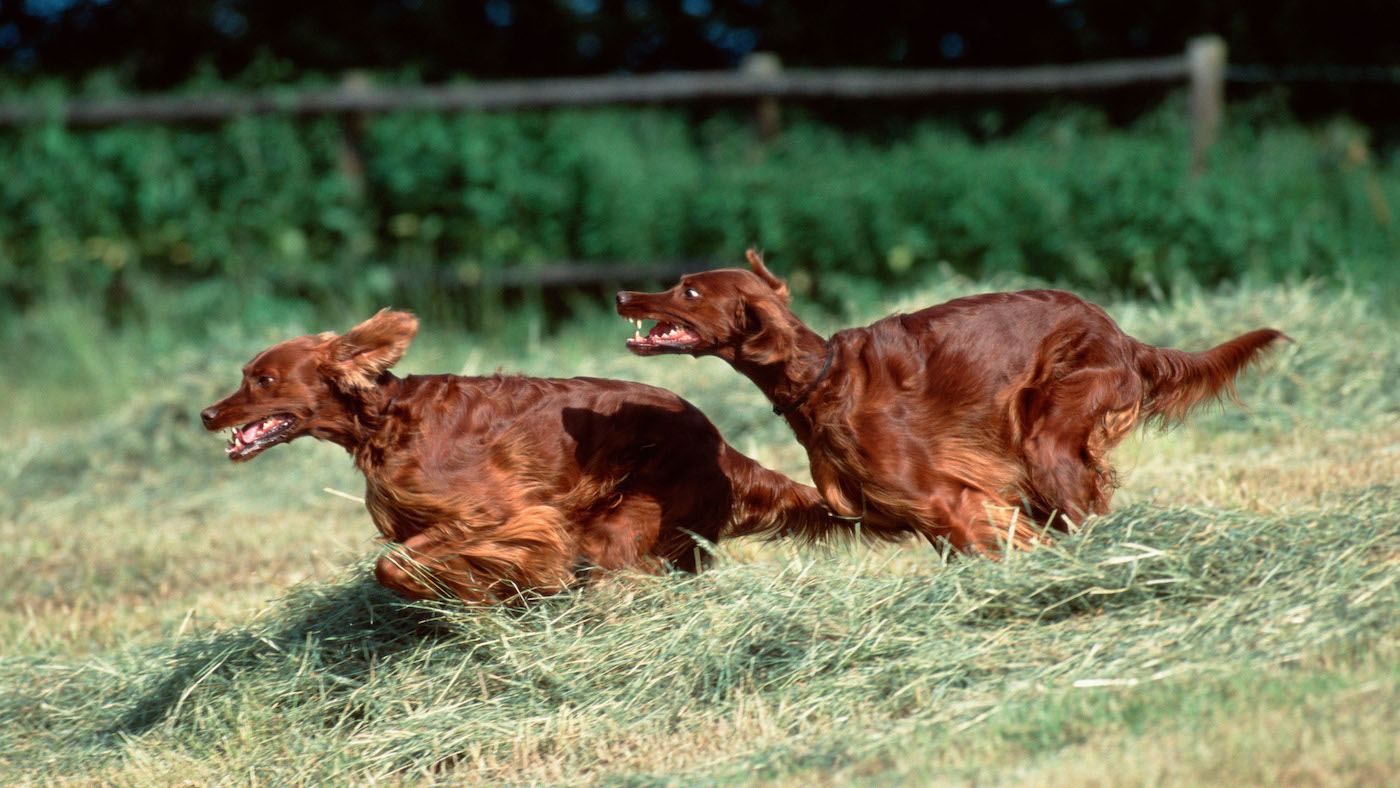 Two Irish setters running fast in a field