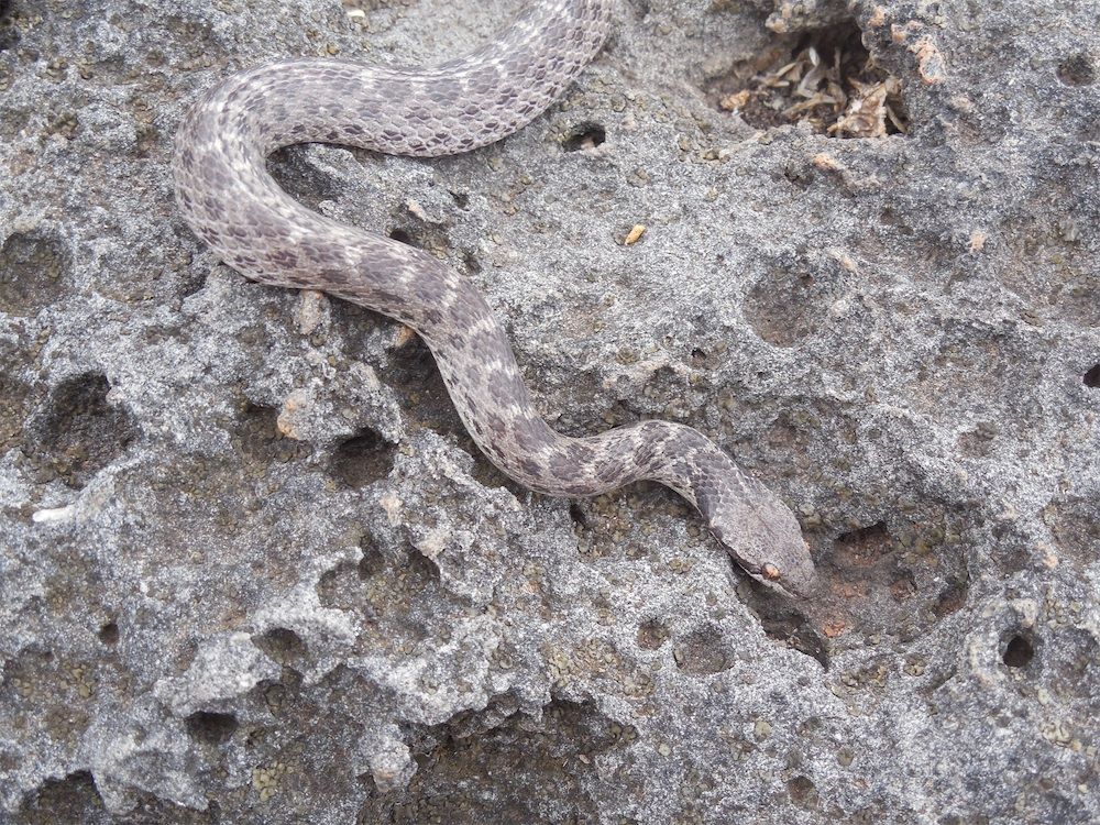 clarion nightsnake on lava rock