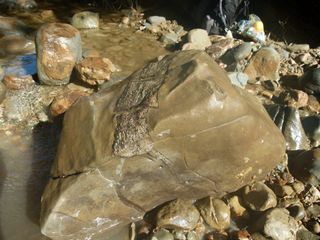 a boulder in a stream with a fossil in it