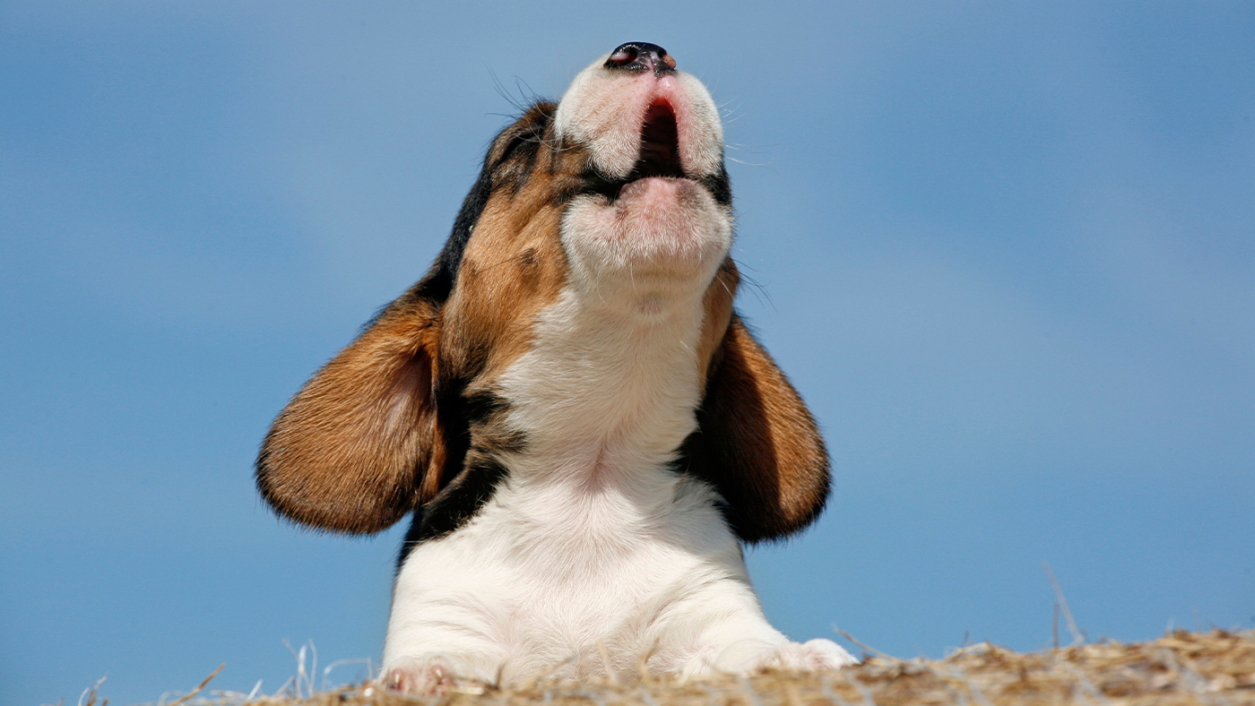 A young dog whining