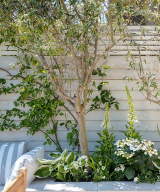 Fragrant foliage plants and trees