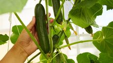 A gardener harvesting a cucumber growing indoors