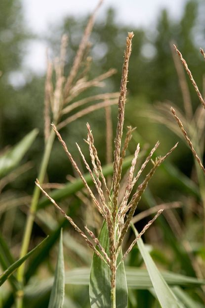 Corn Tassels