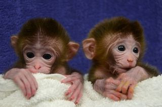 World's first chimeric monkeys.